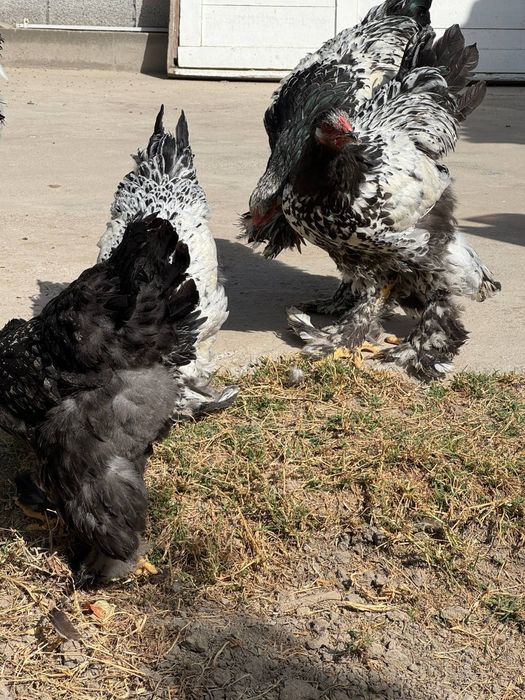 Tochkali brama jujalari sotiladi