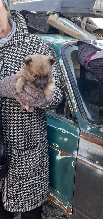 Отдам щенков бесплатно