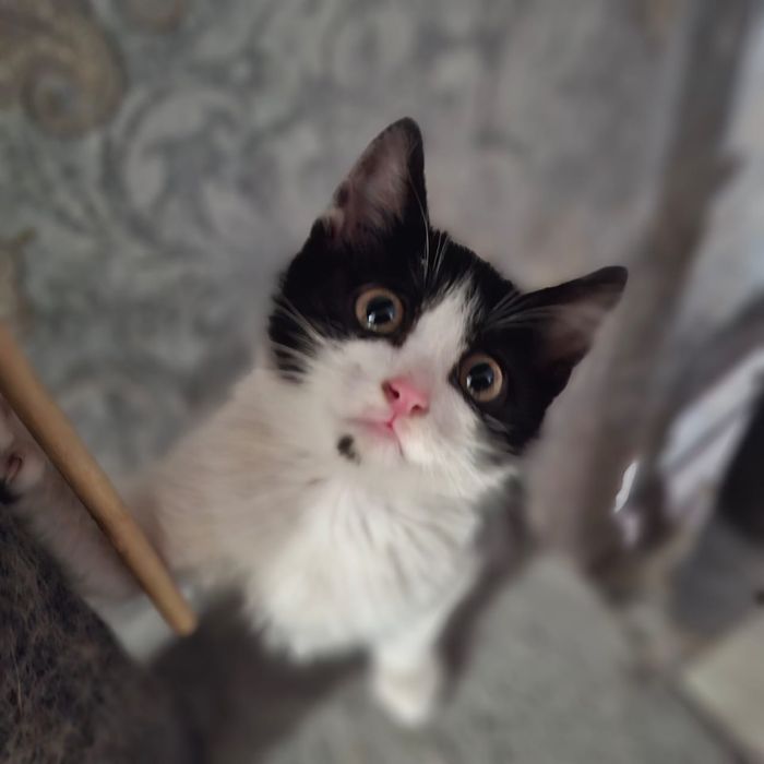 Отдам котенка в хорошие руки