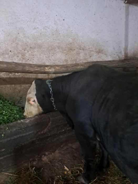 Taur angus negru