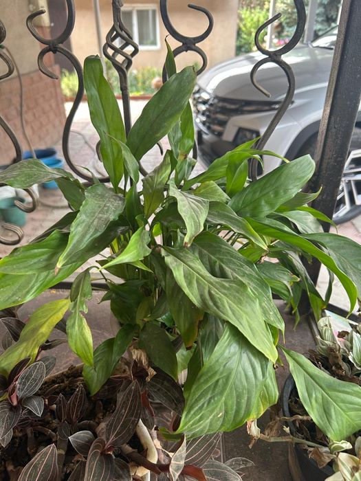 Продам цветы разные