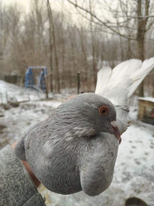 Vând sau schimb porumbei