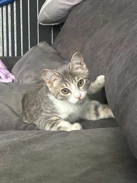 Отдам в добрые руки котенка