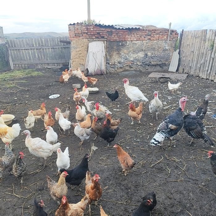Продам кур домашние