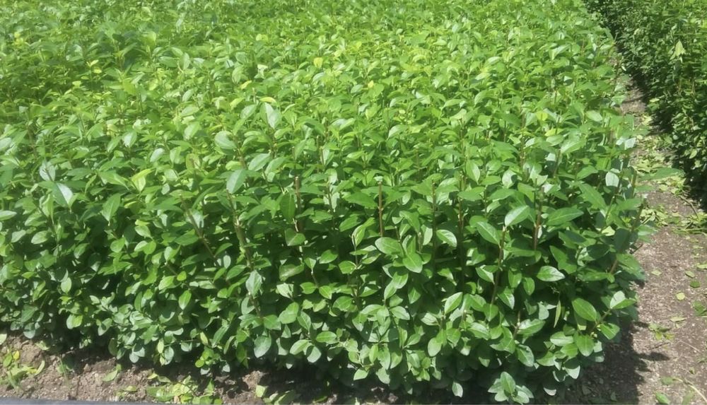 Lemn cainesc gard viu