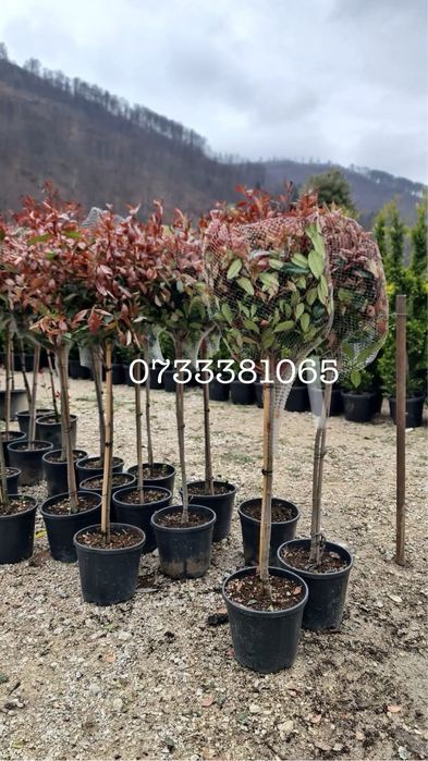 Laur englezesc,magnolia,tuia,maslini,palmier,mesteacan,diferite specii