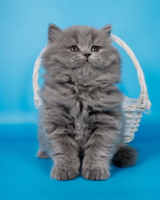 Длиношерстные британские котята