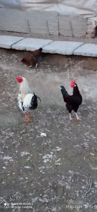 жужа хурозча сотилади