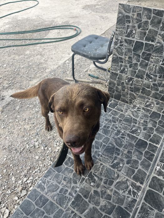 Вязка срочно ретривер лобродор