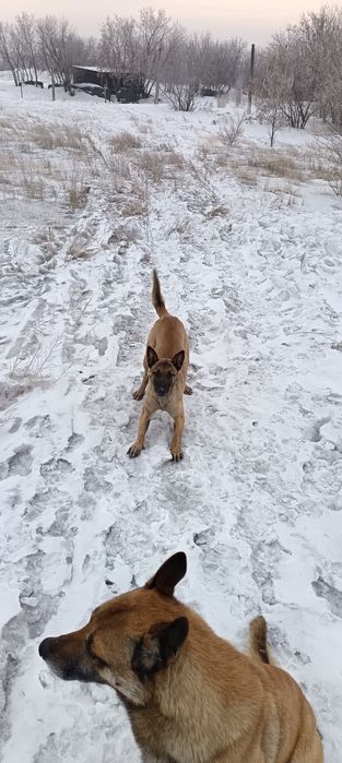 Бельгийская овчарка (малина)