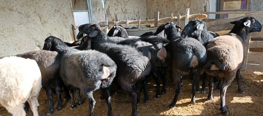 Xisori bugʻoz egiz tugʻadigan qoʻylar sotiladi