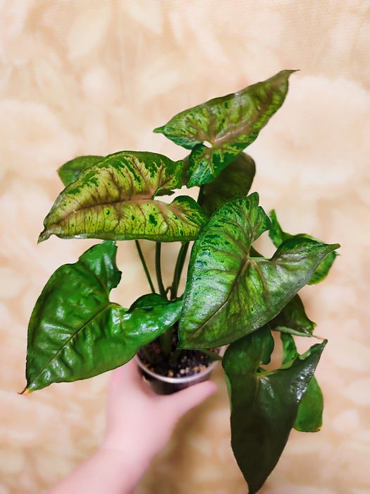 Сингониум Кристмас