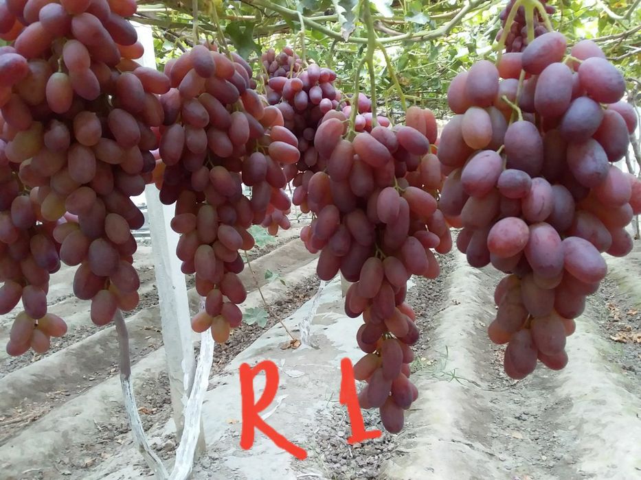 U stol ostidagi külotlariga chiqdi.