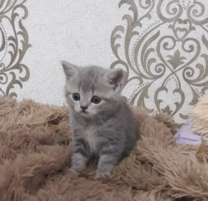 Котята фолд и страйк