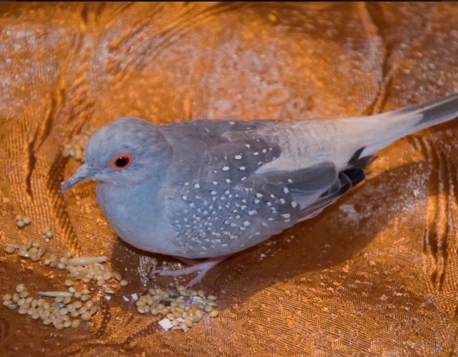 Продаются бриллиантовые горлицы