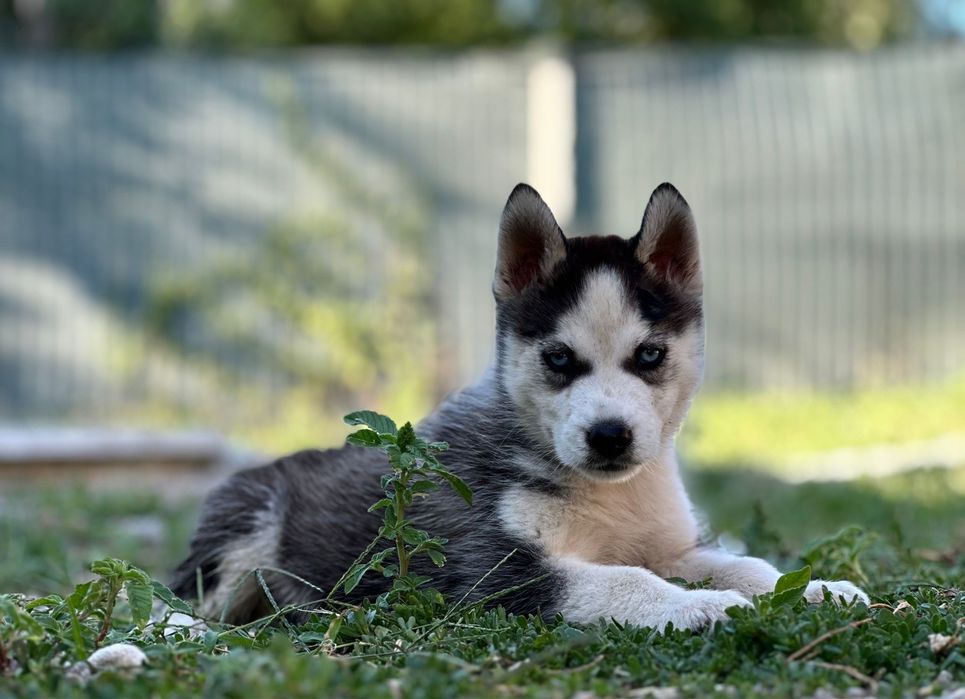 Femela husky siberian!