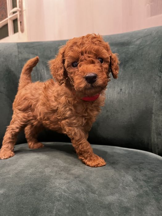 Poodle pitic de vanzare