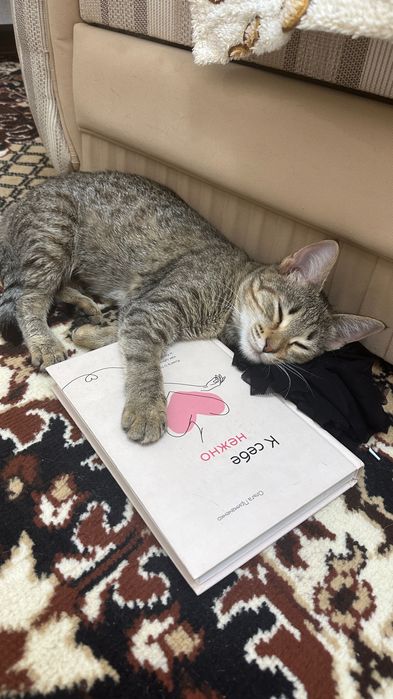 Отдам кошку в хорошие руки