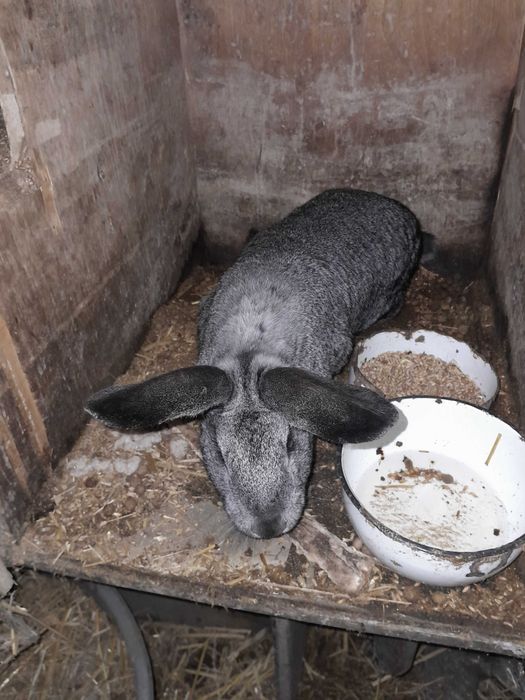 Продам покрытую кролиху