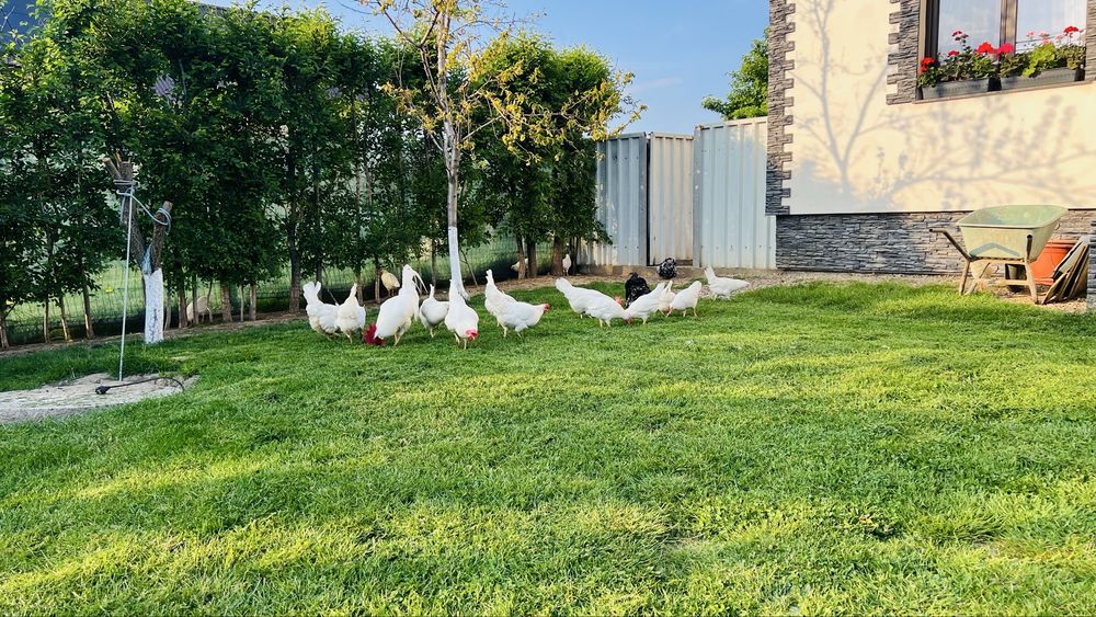 Disponibile oua incubat leghorn italian rasa pura
