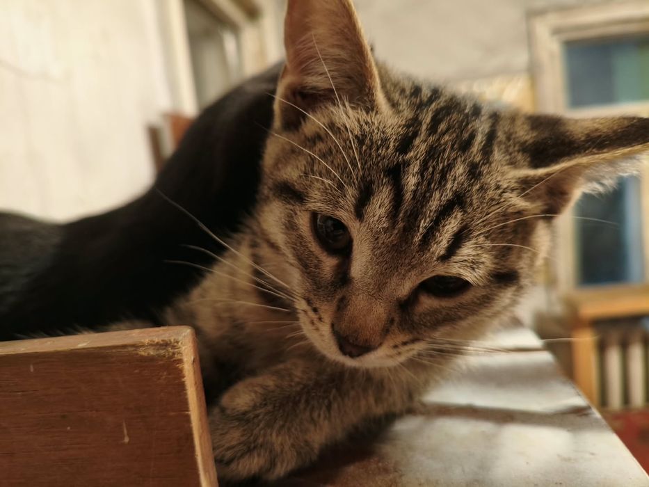 Отдам котенка 3 месячный