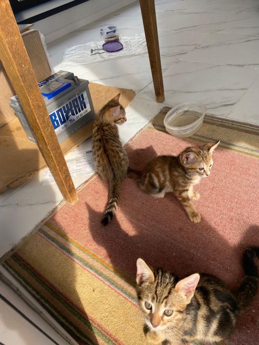 Отдадим в добрые руки