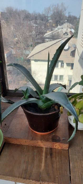 Агава  Голубая Кактус