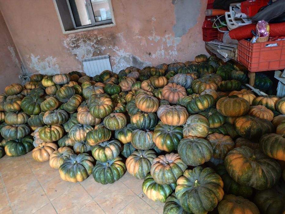 Тыква не кормовая для мант оптом