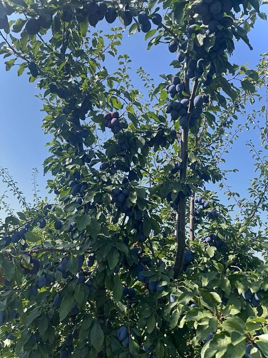 Magiun de prune ca pe vremea bunicilor