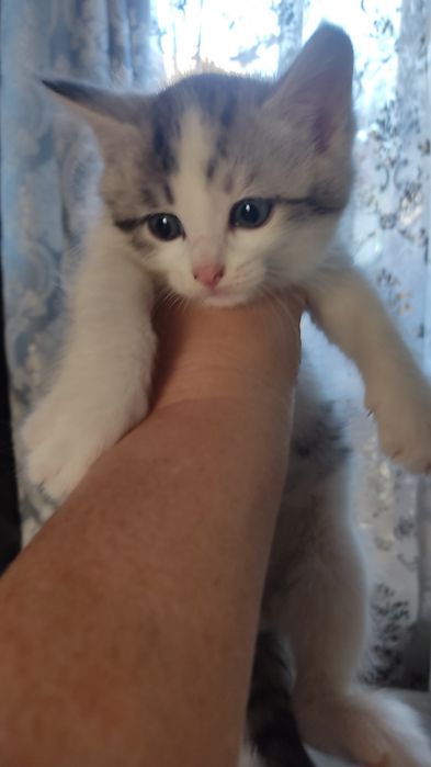 Отдам котят в добрые руки.