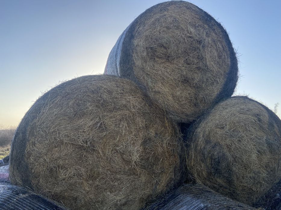 Baloti 160 Fan  200lei