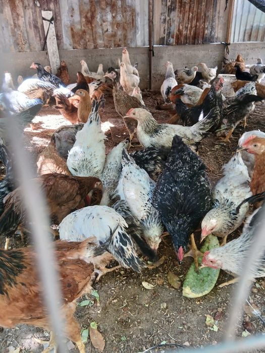 Продам Адлер и кучинский цыплят