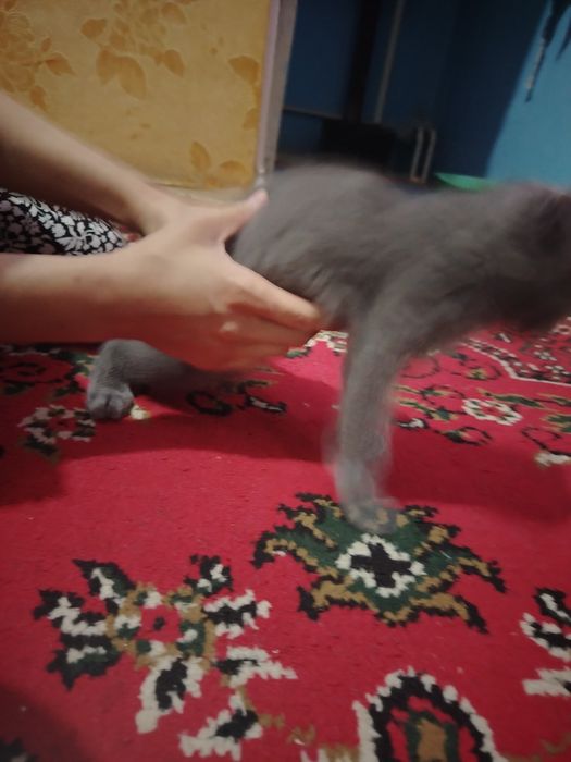 Котята продаётся