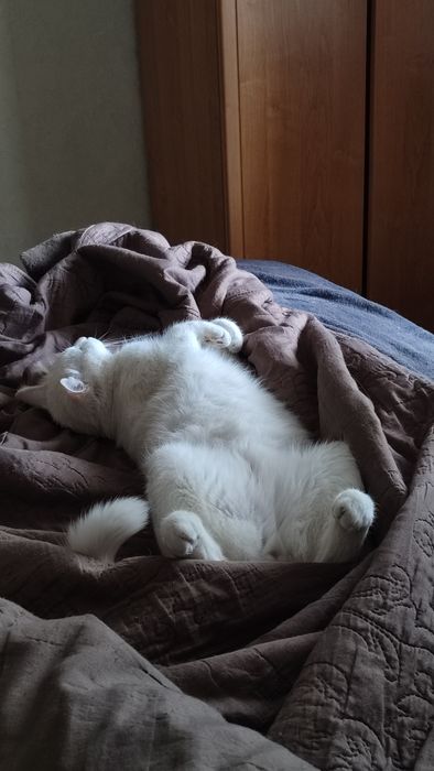 Ищем дом для белоснежного котика