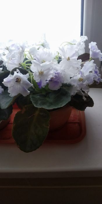 Цветы - лучший подарок