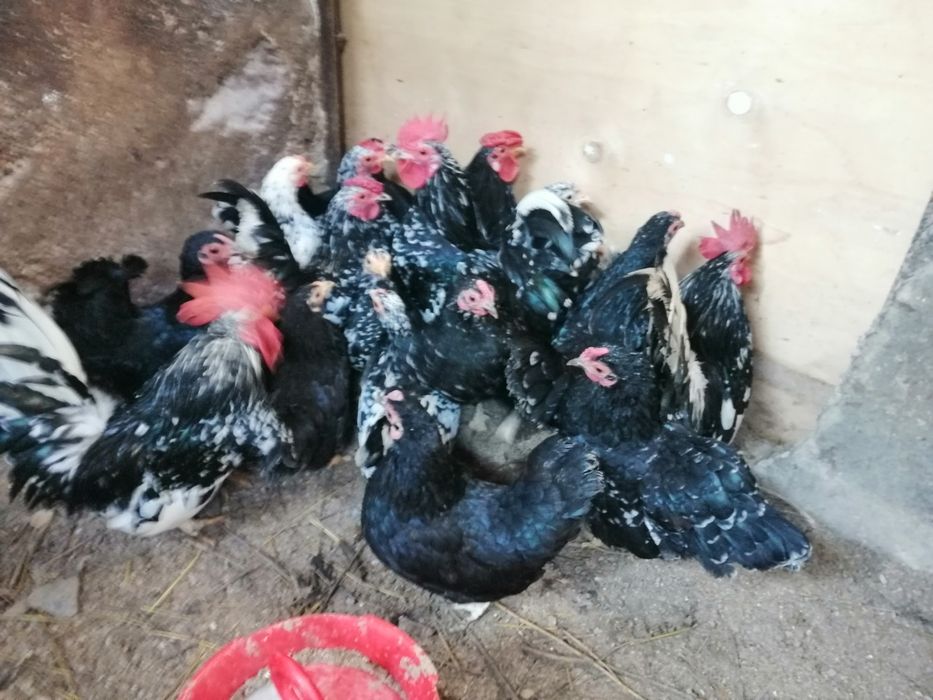 Gainute americane pitice