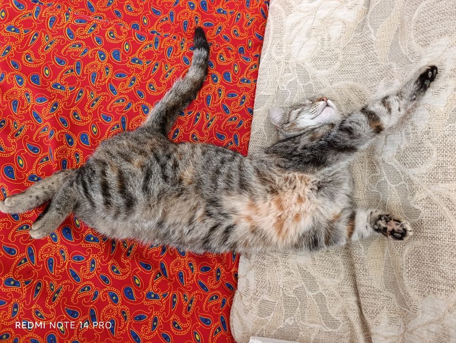 Кошка в добрые руки