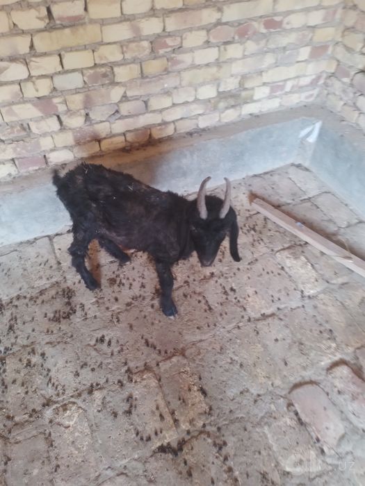 Boqiladigan takacha sotiladi