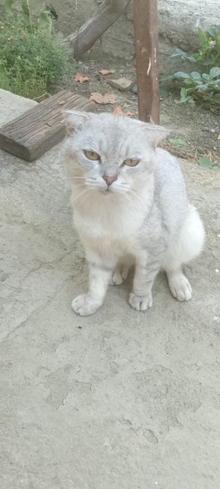Mushuk toza zotor