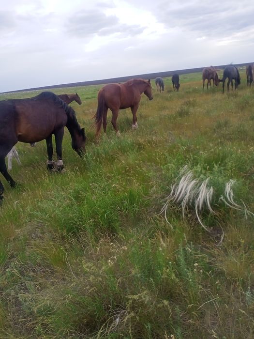 Продам кабылки с жеревятами доиние