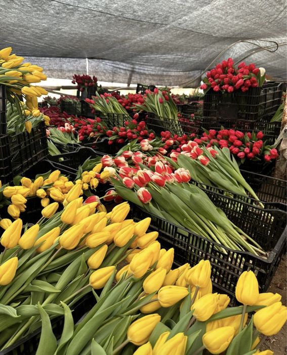 Беларусский тюлпан оптом