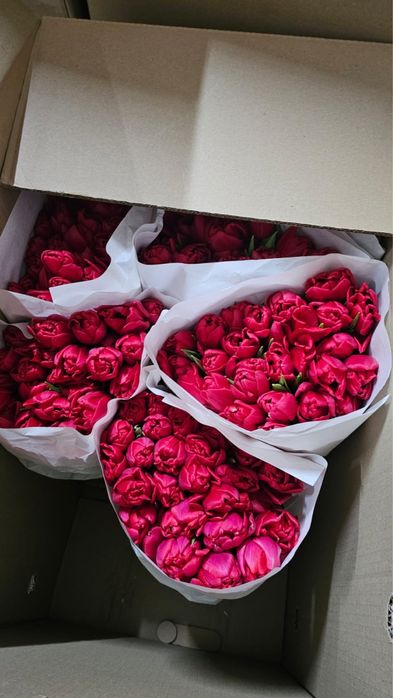 Пионовидные тюльпаны