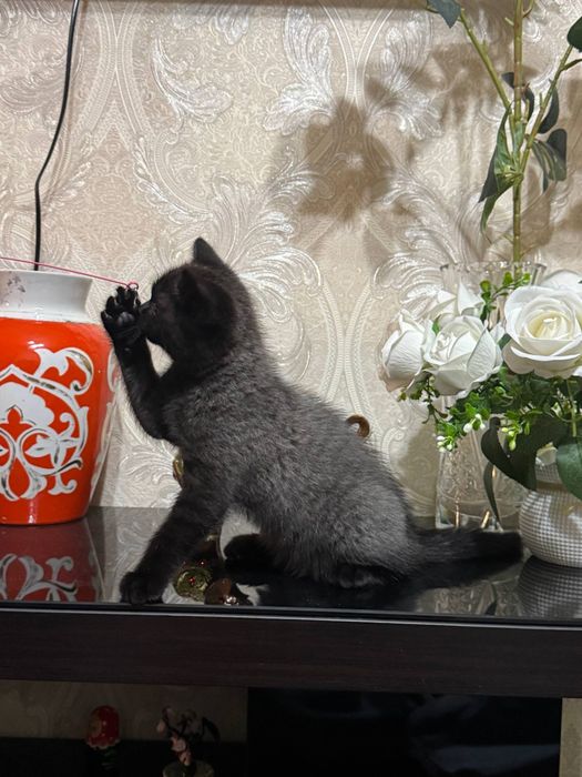 Котята просто очаровательные