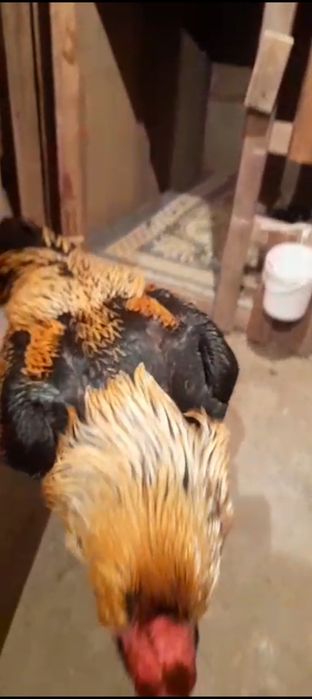 Ассалаумағалейкум 6.700кг түләк сатылады