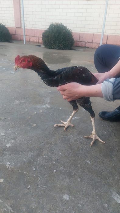 Брйцовый шожелер