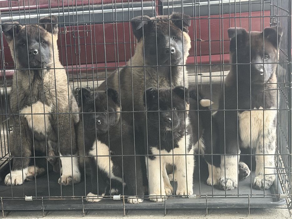 Щенки Американской Акиты