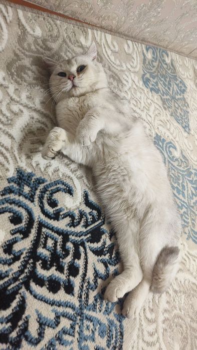 Серебристая шиншилла