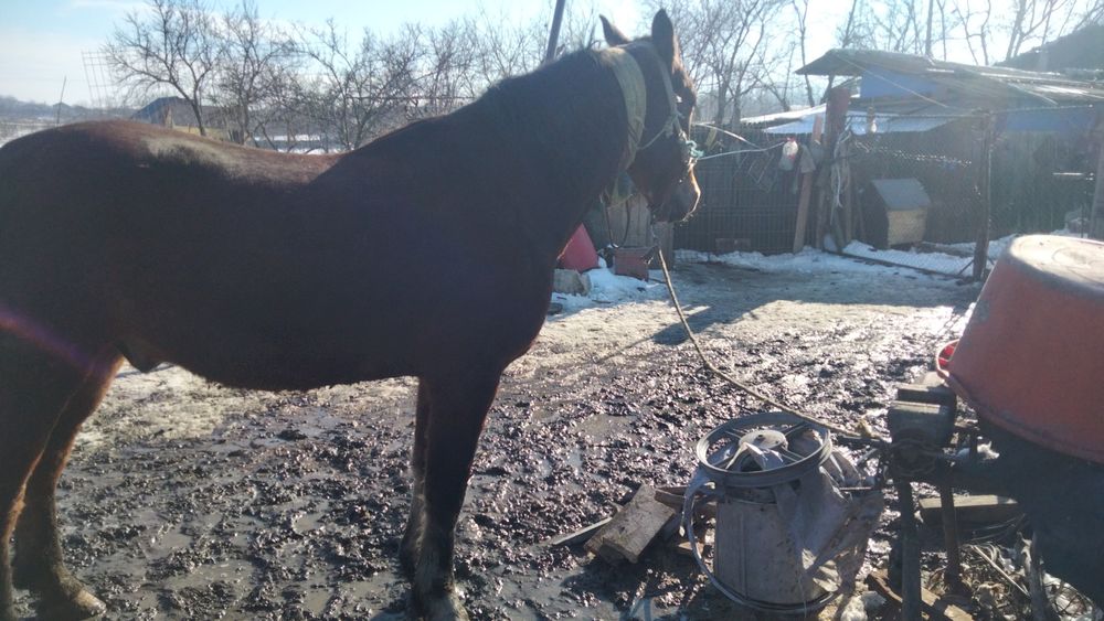 Vind cal castrat cuminte trage foarte bine curat la picioare ș