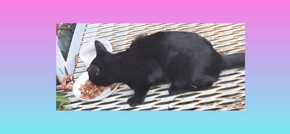 Отдам даром котика