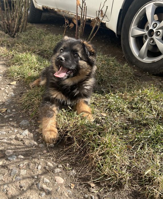 Щенок Немецкой Овчарки